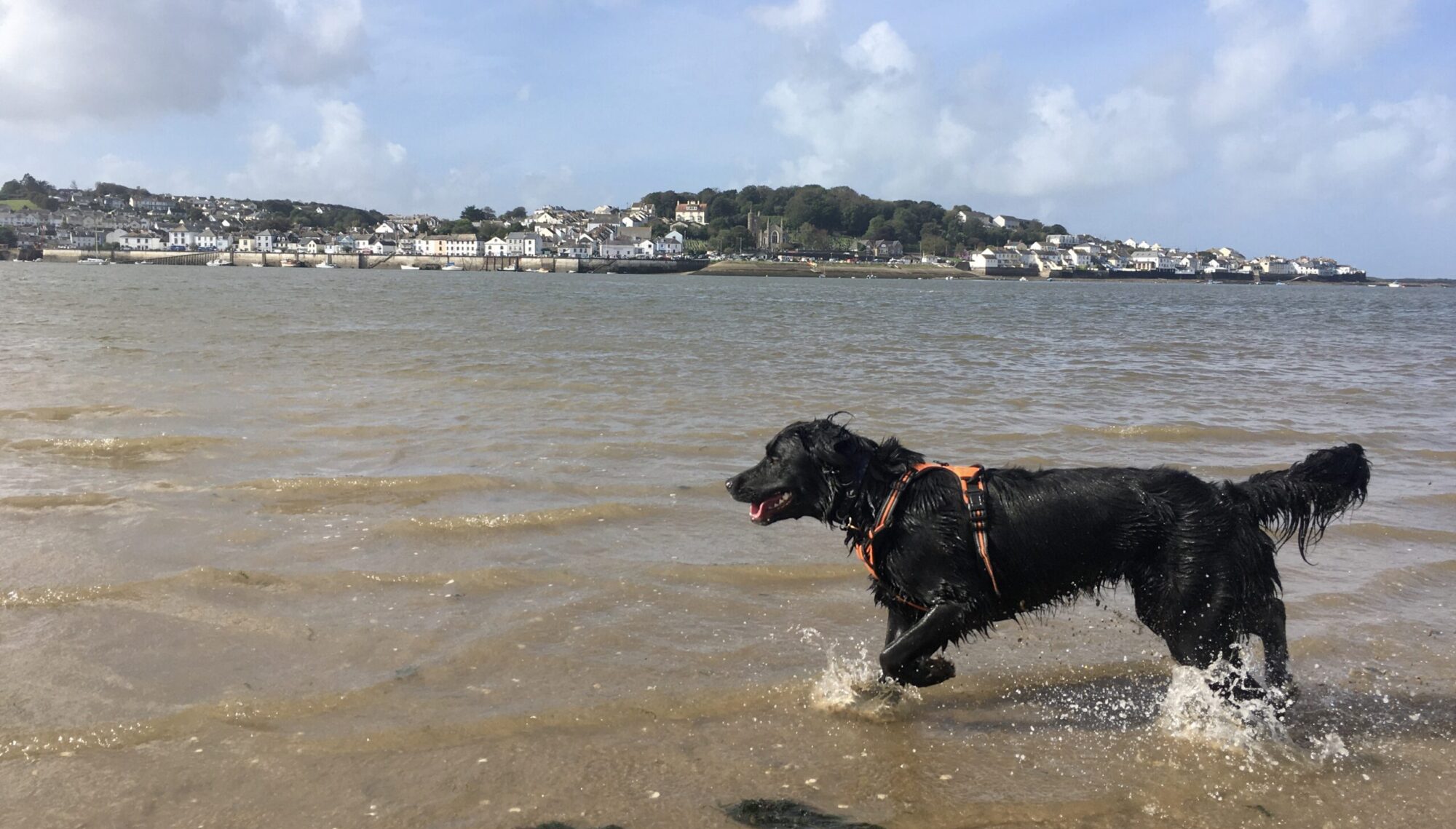 Black dog out for a dog walk.